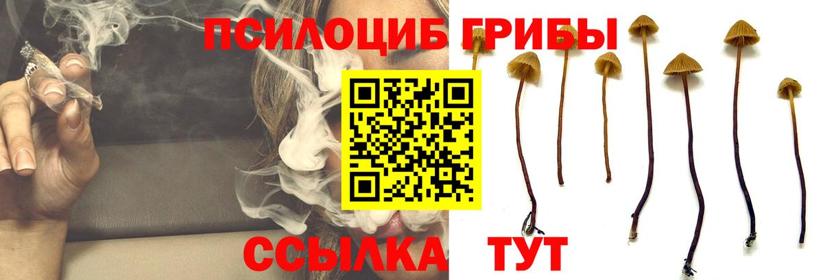 Псилоцибиновые грибы Psilocybe  Галлюциногенные грибы прущие грибы  Вход с VPN  даркнет сайт  Новошахтинск 